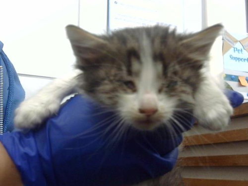MORITZ, Baby Domestic Medium Hair (medium coat), cat for adoption in Hurst, Texas