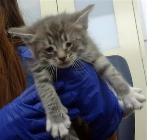 BRYCE, Baby Domestic Short Hair (medium coat), cat for adoption in Hurst, Texas