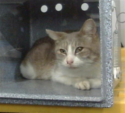 OLA, an adoptable Domestic Short Hair in Dallas, TX