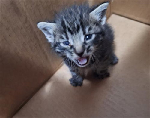 COSMO, Baby Domestic Short Hair (medium coat), cat for adoption in Hurst, Texas