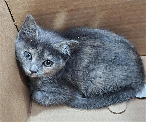 SOPHIE, Baby Domestic Short Hair (medium coat), cat for adoption in Hurst, Texas