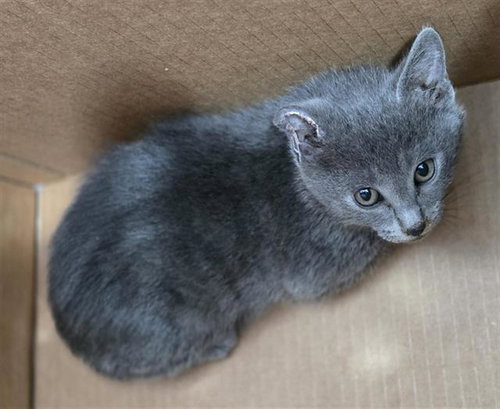 SMOKEY, Baby Domestic Short Hair (medium coat), cat for adoption in Hurst, Texas