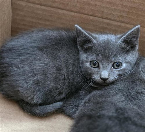 STORMIE, Baby Domestic Short Hair (medium coat), cat for adoption in Hurst, Texas