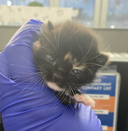ROUX, Baby Domestic Short Hair (medium coat), cat for adoption in Hurst, Texas