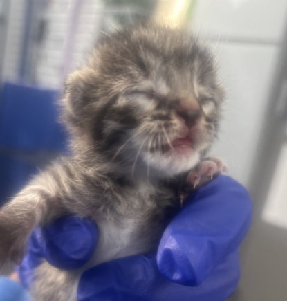 MAUI, Baby Domestic Short Hair (medium coat), cat for adoption in Hurst, Texas