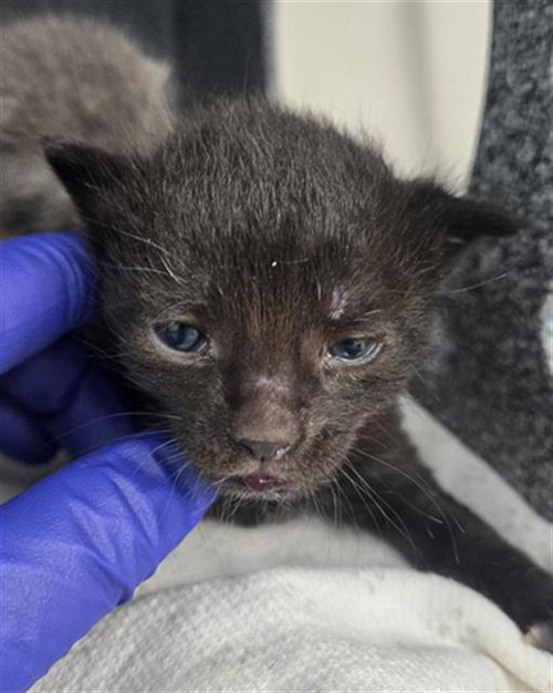 VINAGRETTE, an adoptable Domestic Short Hair in Dallas, TX