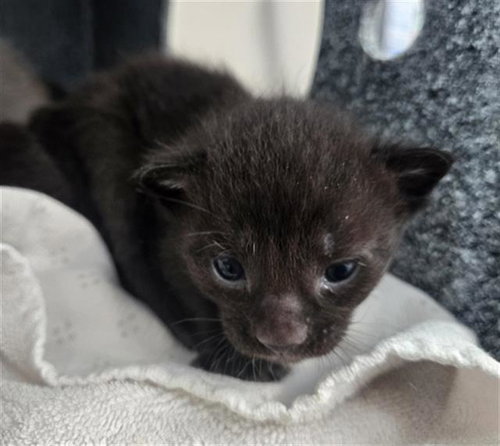 VALENTINA, Baby Domestic Short Hair (medium coat), cat for adoption in Hurst, Texas