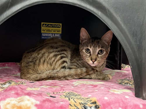 QUERY, Young Domestic Short Hair (medium coat), cat for adoption in Hurst, Texas