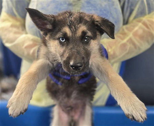 AXEL, an adoptable German Shepherd Dog in Dallas, TX