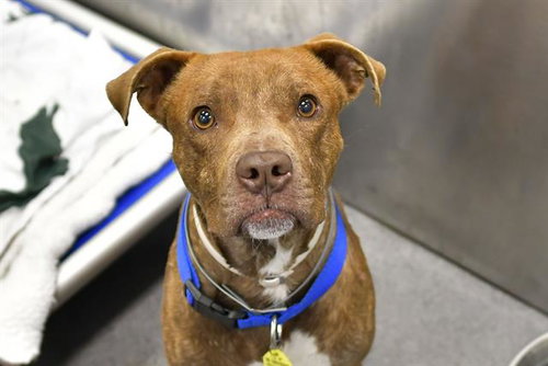 OLLIE, an adoptable Pit Bull Terrier in Dallas, TX