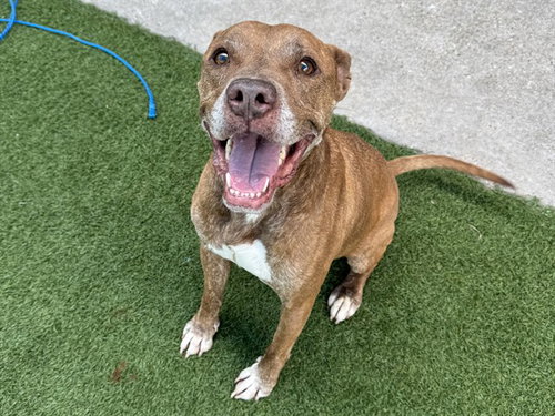 OLLIE, an adoptable Pit Bull Terrier in Dallas, TX