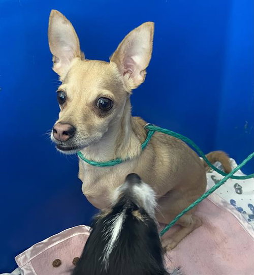 BROOKLYN, an adoptable Chihuahua in Dallas, TX