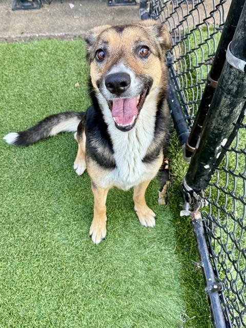 MOCHA, an adoptable German Shepherd Dog in Dallas, TX