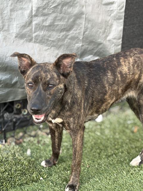 LOVELY - Dutch Shepherd available for adoption