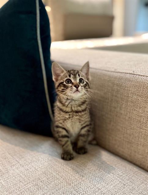 CHARLIE, Baby Domestic Medium Hair (medium coat), cat for adoption in Hurst, Texas