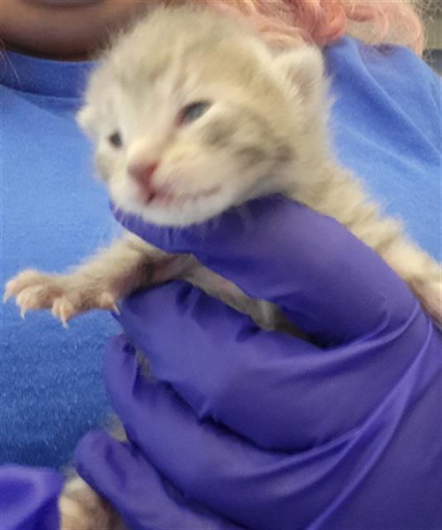 SAGE, an adoptable Domestic Medium Hair in Dallas, TX