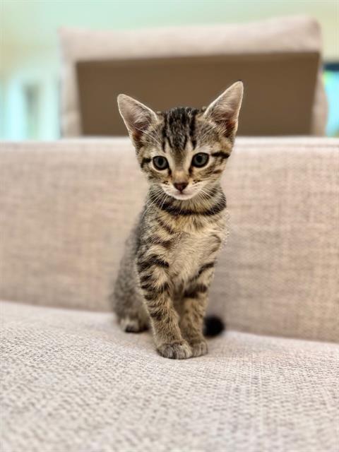 SALEM, Baby Domestic Medium Hair (medium coat), cat for adoption in Hurst, Texas