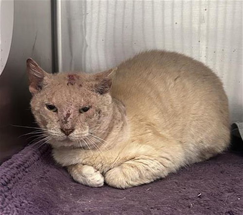 VANILLA, Adult Domestic Short Hair (medium coat), cat for adoption in Hurst, Texas