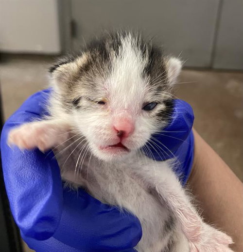 BELINDA, Baby Domestic Short Hair (medium coat), cat for adoption in Hurst, Texas