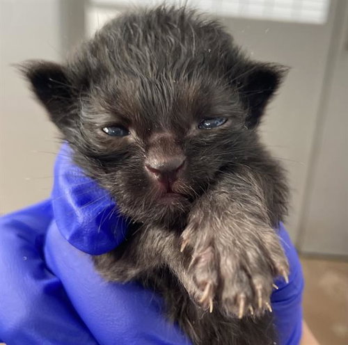 BELLAMY, Baby Domestic Short Hair (medium coat), cat for adoption in Hurst, Texas