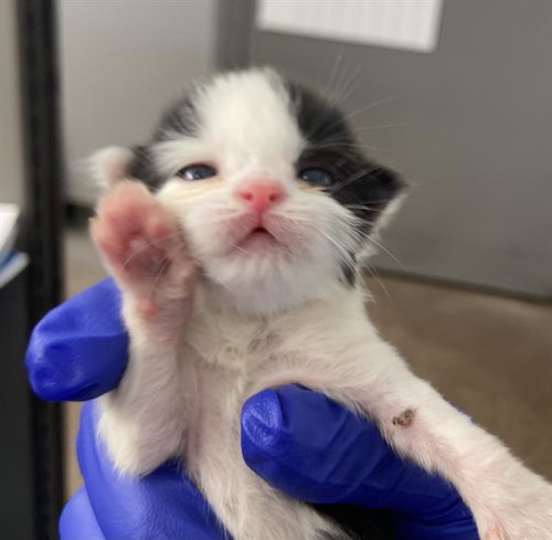 BAILEE, Baby Domestic Short Hair (medium coat), cat for adoption in Hurst, Texas