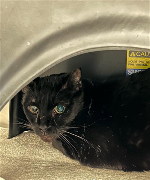 MAX, Senior Domestic Short Hair (short coat), cat for adoption in Hurst, Texas