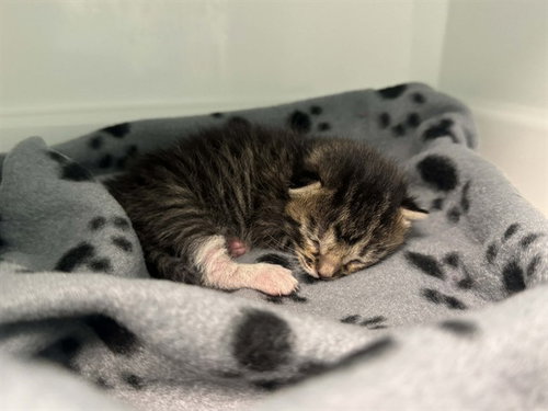 LEO, Baby Domestic Short Hair (medium coat), cat for adoption in Hurst, Texas