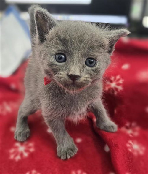 BUGSY, Baby Domestic Short Hair (medium coat), cat for adoption in Hurst, Texas