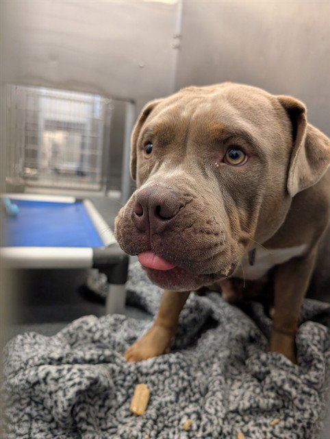 ROCKY, an adoptable Pit Bull Terrier in Dallas, TX