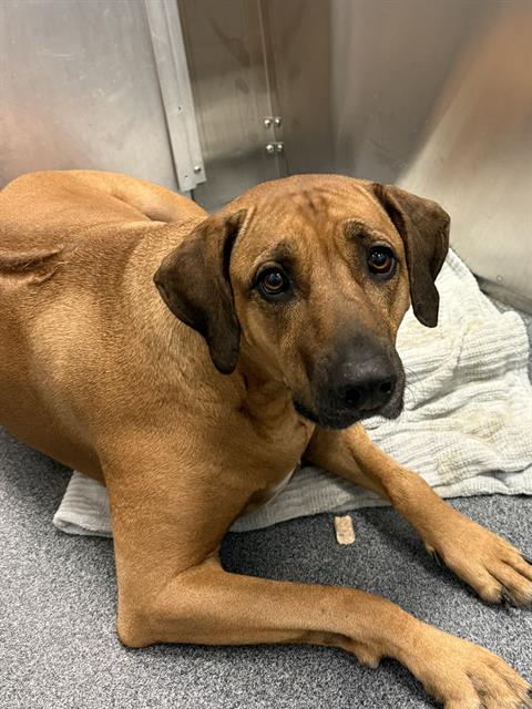 PENNY, an adoptable Rhodesian Ridgeback in Dallas, TX