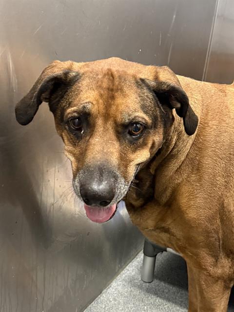 MADDIE, an adoptable Rhodesian Ridgeback in Dallas, TX