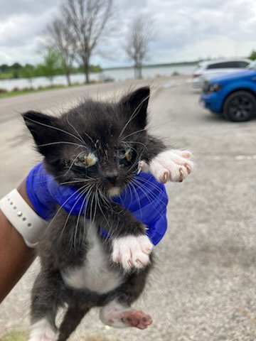 BISCUITS, Baby Domestic Short Hair (medium coat), cat for adoption in Hurst, Texas