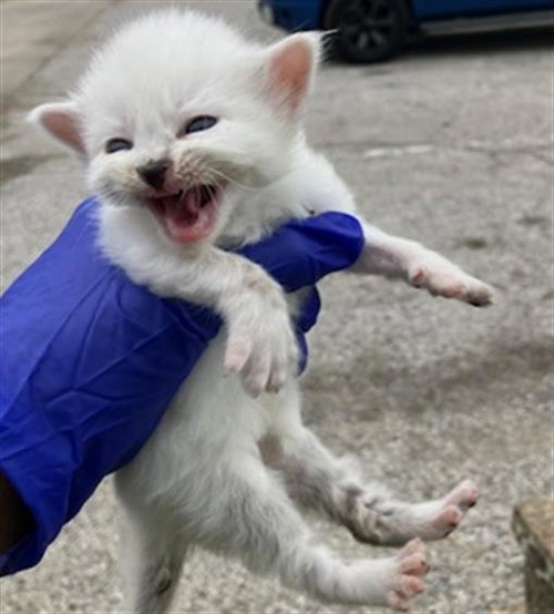 MIST, an adoptable Domestic Short Hair in Dallas, TX