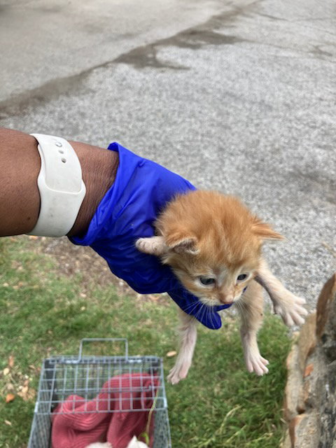 GOLDEN, Baby Domestic Short Hair (medium coat), cat for adoption in Hurst, Texas