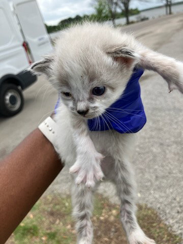 LUBY, an adoptable Domestic Short Hair in Dallas, TX