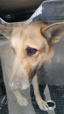 MAX, an adoptable German Shepherd Dog in Dallas, TX