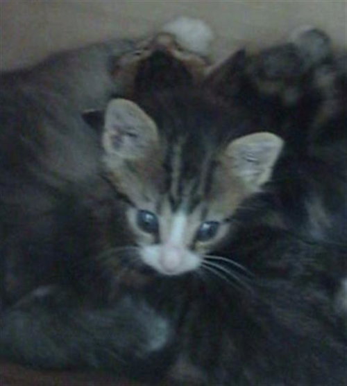 TACO, Baby Domestic Medium Hair (medium coat), cat for adoption in Hurst, Texas
