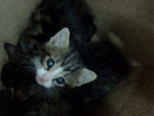 QUESADILLA, Baby Domestic Medium Hair (medium coat), cat for adoption in Hurst, Texas