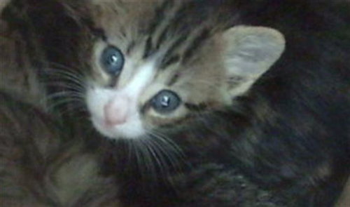 JALAPENO, Baby Domestic Medium Hair (medium coat), cat for adoption in Hurst, Texas