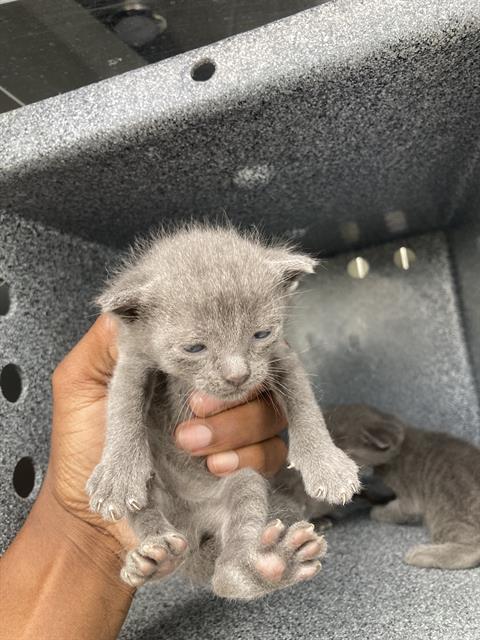 MINNIE, Baby Domestic Short Hair (medium coat), cat for adoption in Hurst, Texas