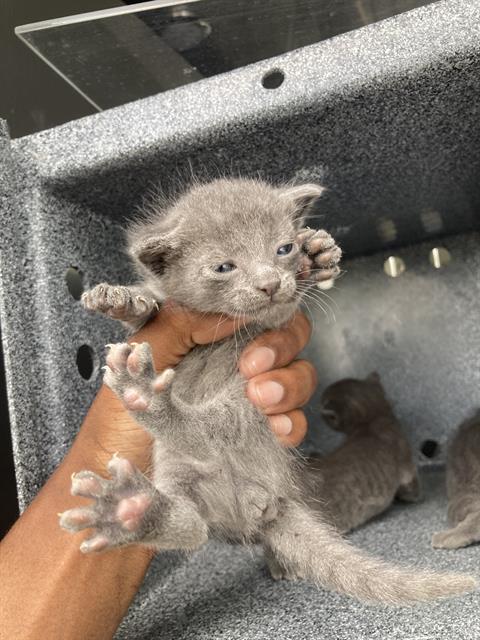 KIWI, Baby Domestic Short Hair (medium coat), cat for adoption in Hurst, Texas