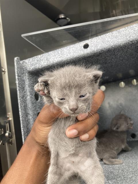 BASIL, Baby Domestic Short Hair (medium coat), cat for adoption in Hurst, Texas