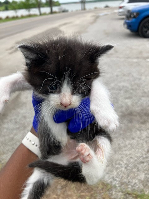 RUBY, Baby Domestic Short Hair (medium coat), cat for adoption in Hurst, Texas