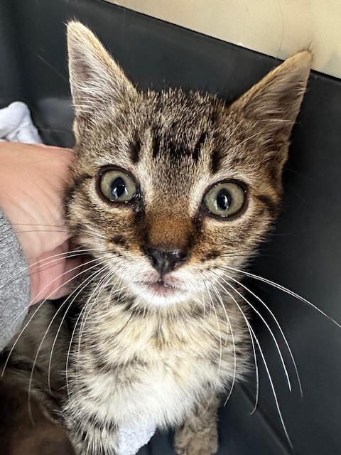PAUL, Baby Domestic Long Hair (medium coat), cat for adoption in Hurst, Texas