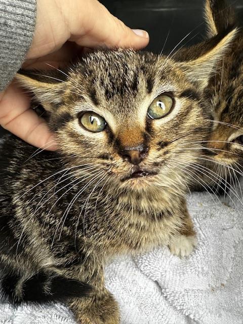 JOHN, Baby Domestic Long Hair (medium coat), cat for adoption in Hurst, Texas