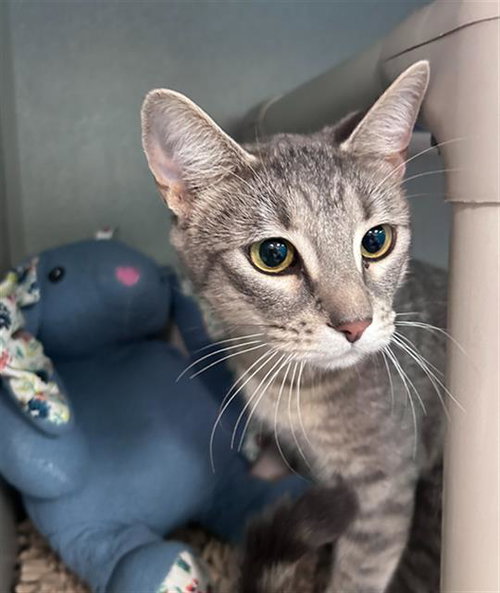 ALMOND JOY, Young Domestic Short Hair (medium coat), cat for adoption in Hurst, Texas