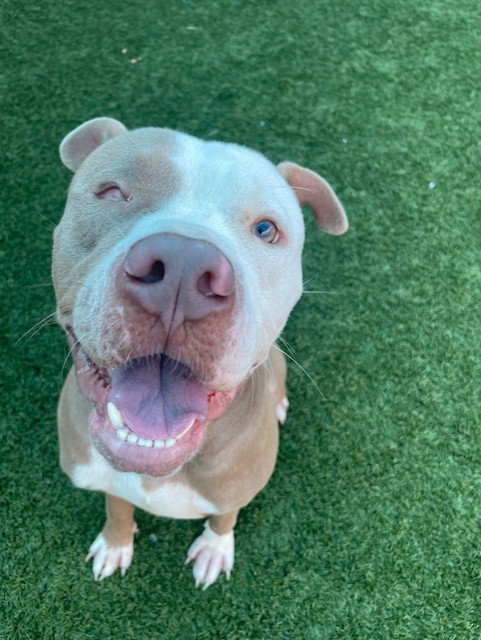picture of the dog needing adoption