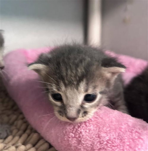 KISSES, Baby Domestic Short Hair (medium coat), cat for adoption in Hurst, Texas