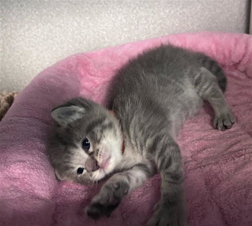 SNICKERS, Baby Domestic Short Hair (medium coat), cat for adoption in Hurst, Texas