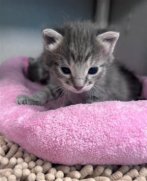 TWIX, Baby Domestic Short Hair (medium coat), cat for adoption in Hurst, Texas